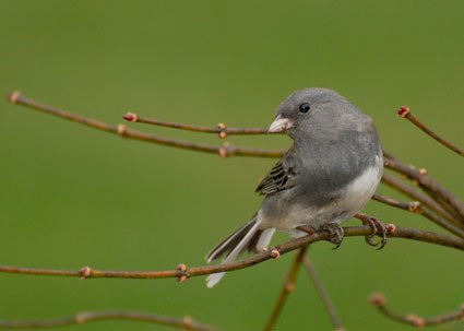 "Slate-colored" Junco