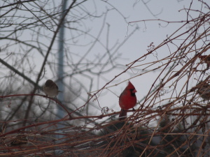 cardinal