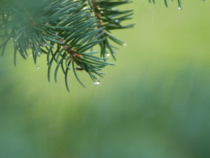 Pine