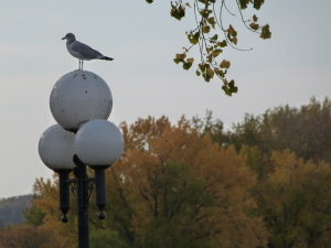 bird on lamp