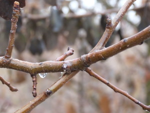 bead on branch