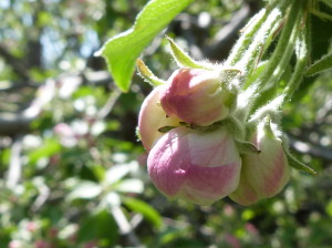 apple blossom pearls