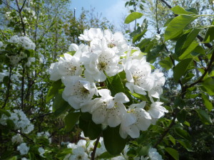 apple blossoms