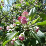 pink blossoms