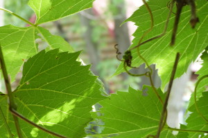 Grapevines cu