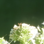 bee in phlox