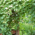 grapevine trellis