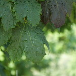 rain on leaves