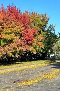 Fall trees