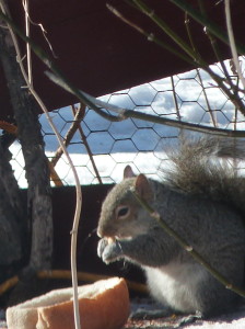 squirrel w nut