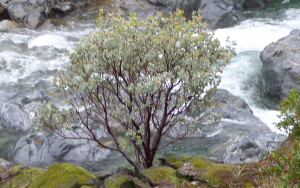 Mountain stream tree