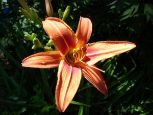 Lily orange