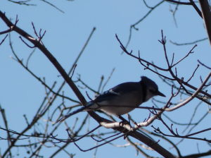 bluejay