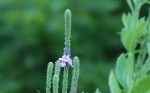 lavendar spire