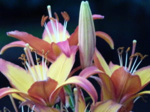 Lilies as good as fireworks!