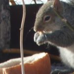 squirrel and bread