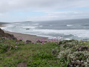 4-16-pca-ocean-beach-flowers